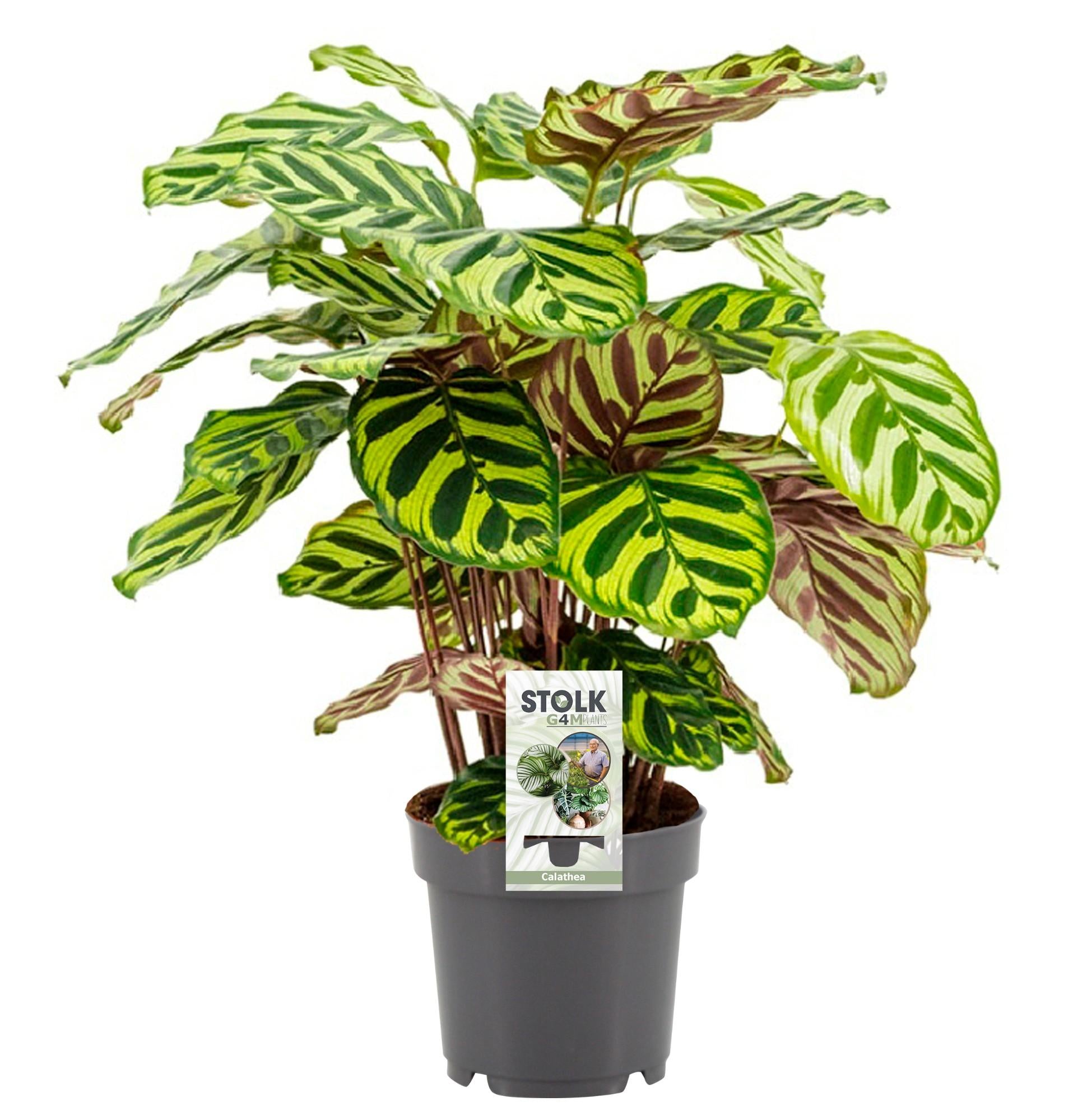 Calathea makoyana Anne-Marie als diervriendelijke pauwenplant en luchtzuiverende kamerplant op een strakke witte achtergrond.