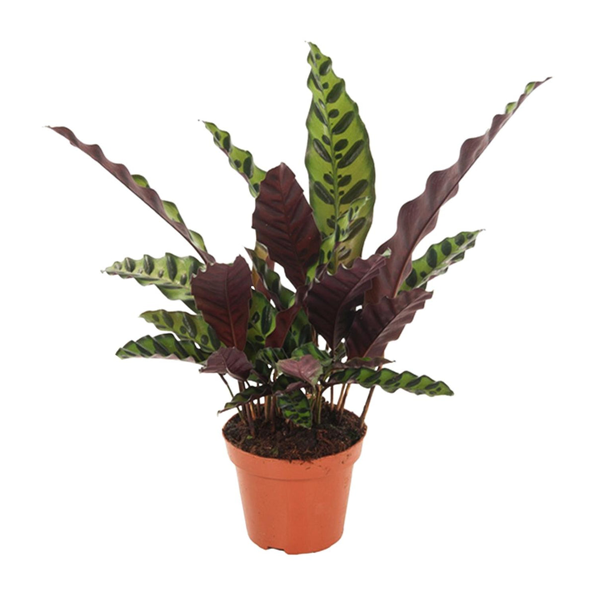 Calathea Insignis Anne-Fleur als luchtzuiverende schaduwplant en diervriendelijke kamerplant op een witte achtergrond.