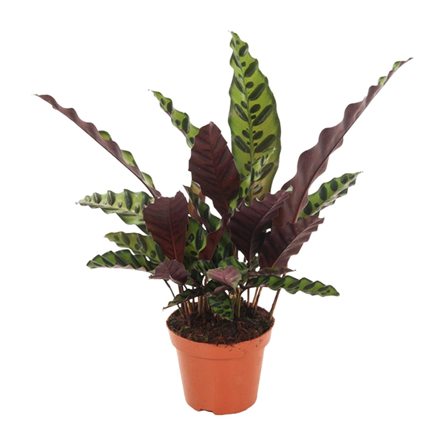 Calathea Insignis Anne-Fleur als luchtzuiverende schaduwplant en diervriendelijke kamerplant op een witte achtergrond.