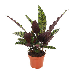 Calathea Insignis Anne-Fleur als luchtzuiverende schaduwplant en diervriendelijke kamerplant op een witte achtergrond.