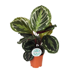 Calathea Medallion kamerplant van 50 cm hoog in pot met witte achtergrond
