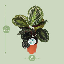 Calathea Medallion kamerplant van 50 cm hoog met potdiameter van 14 cm