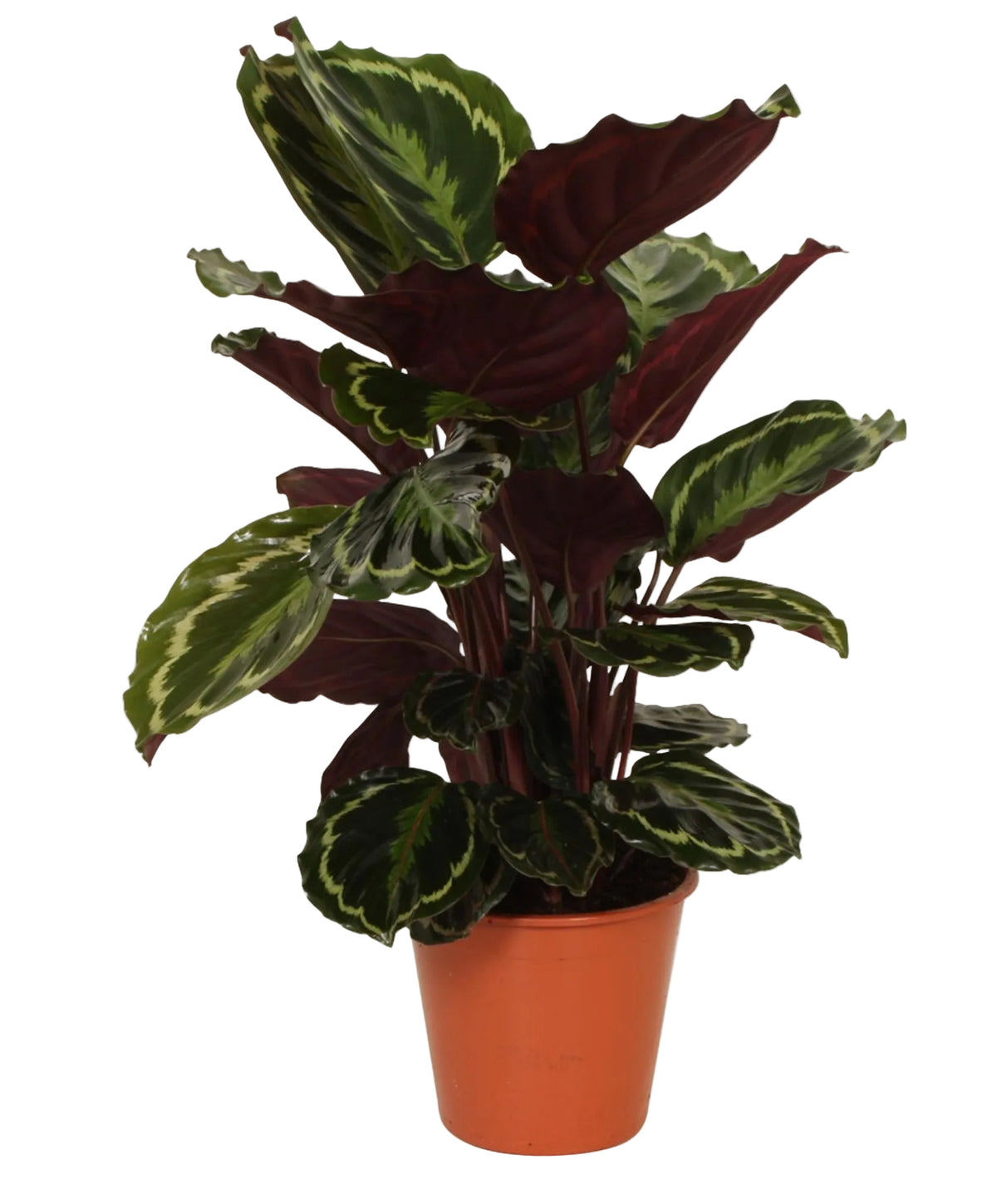 Calathea Medallion kamerplant van 80 cm hoog in pot met witte achtergrond