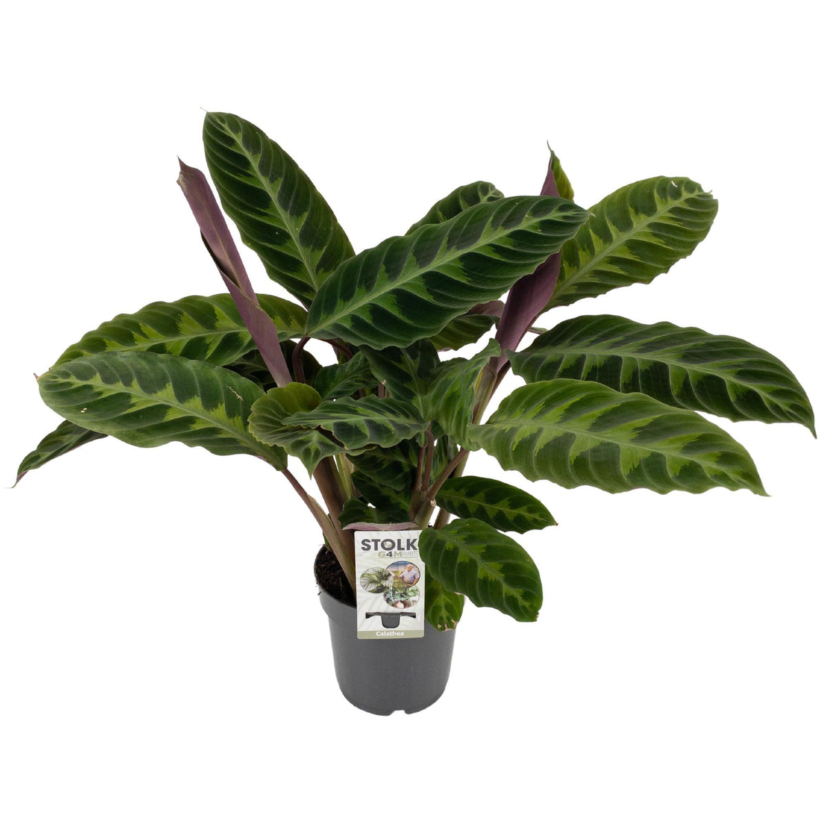 Calathea Warscewiczii Vicky in kweekpot met witte achtergrond