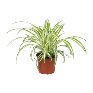 Bonte Graslelie Lina (Chlorophytum Comosum Variegatum) 30cm hoog en diervriendelijk