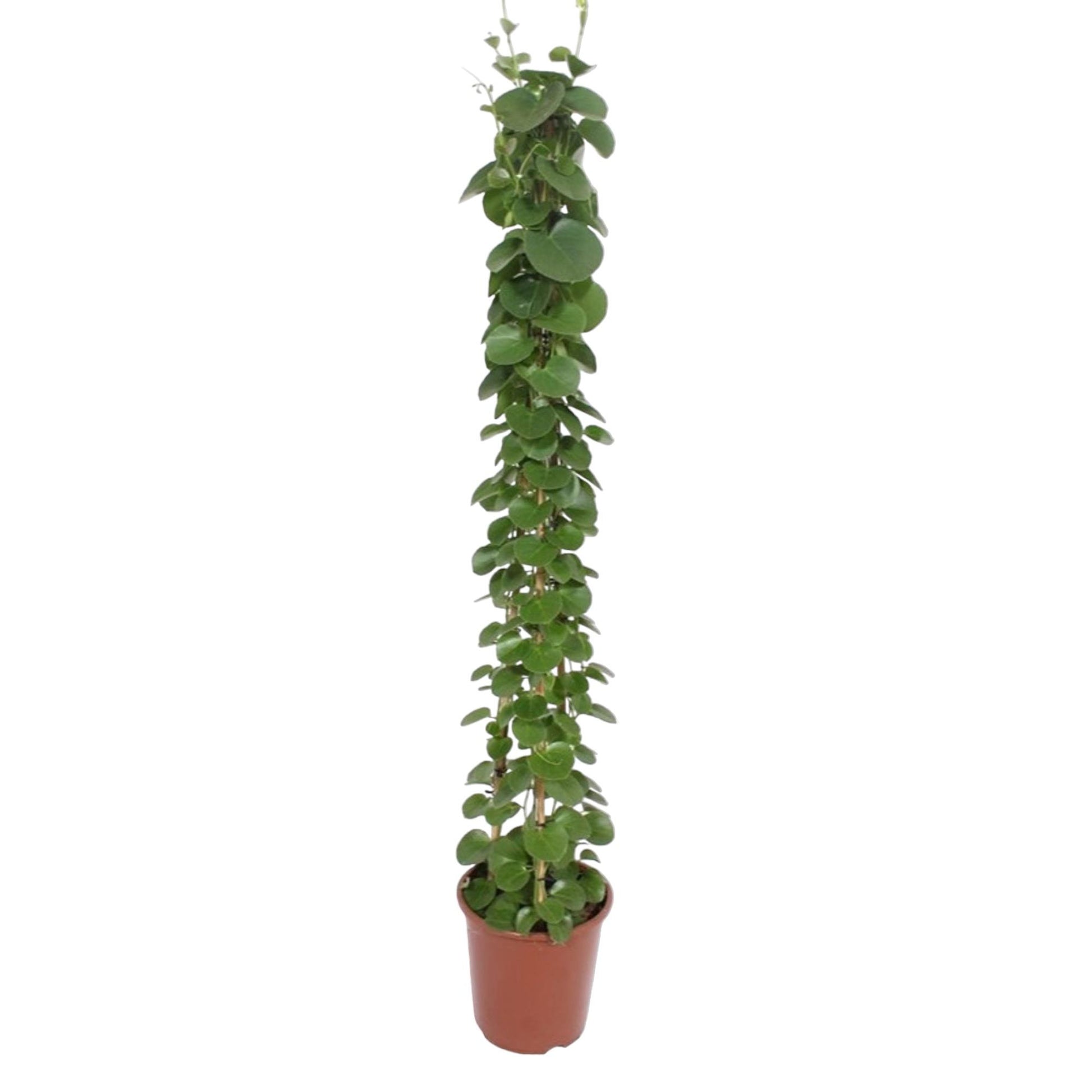 Grote diervriendelijke kamerplant Cissus rotundifolia Dorpje 160cm witte achtergrond