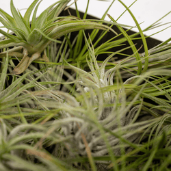 Detailopname van de bladeren van een Tillandsia luchtplantje uit de mix