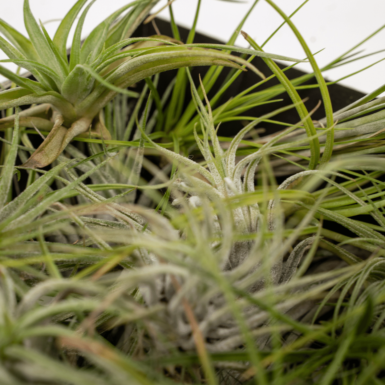 Detailopname van de bladeren van een Tillandsia luchtplantje uit de mix