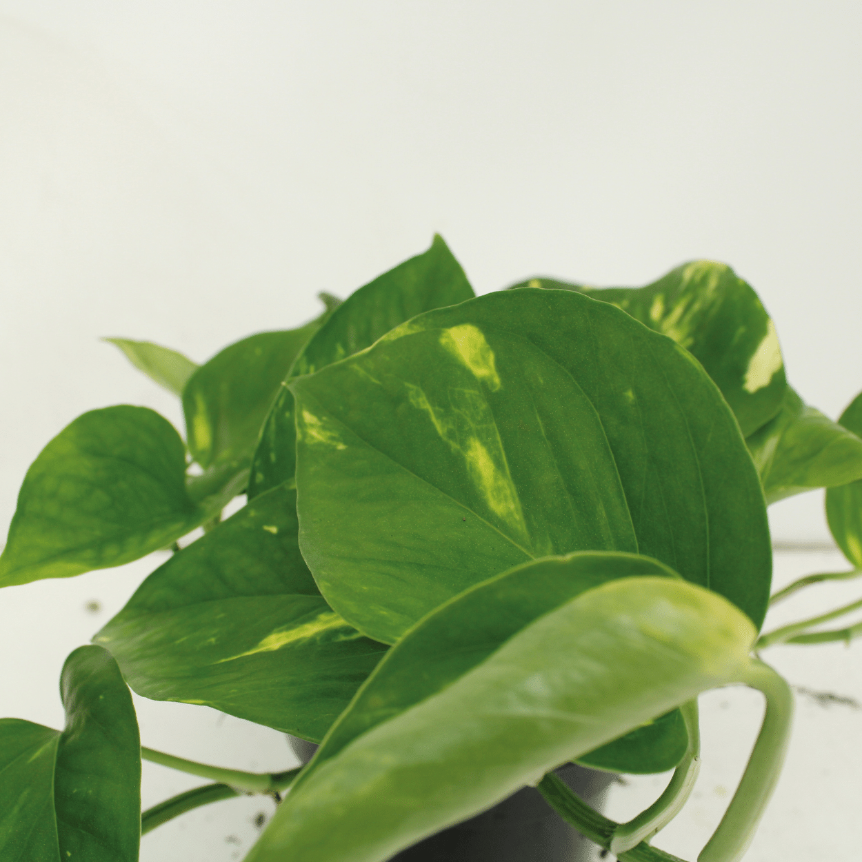 Detail van het hartvormige goud-groene blad van de Juul hangplant