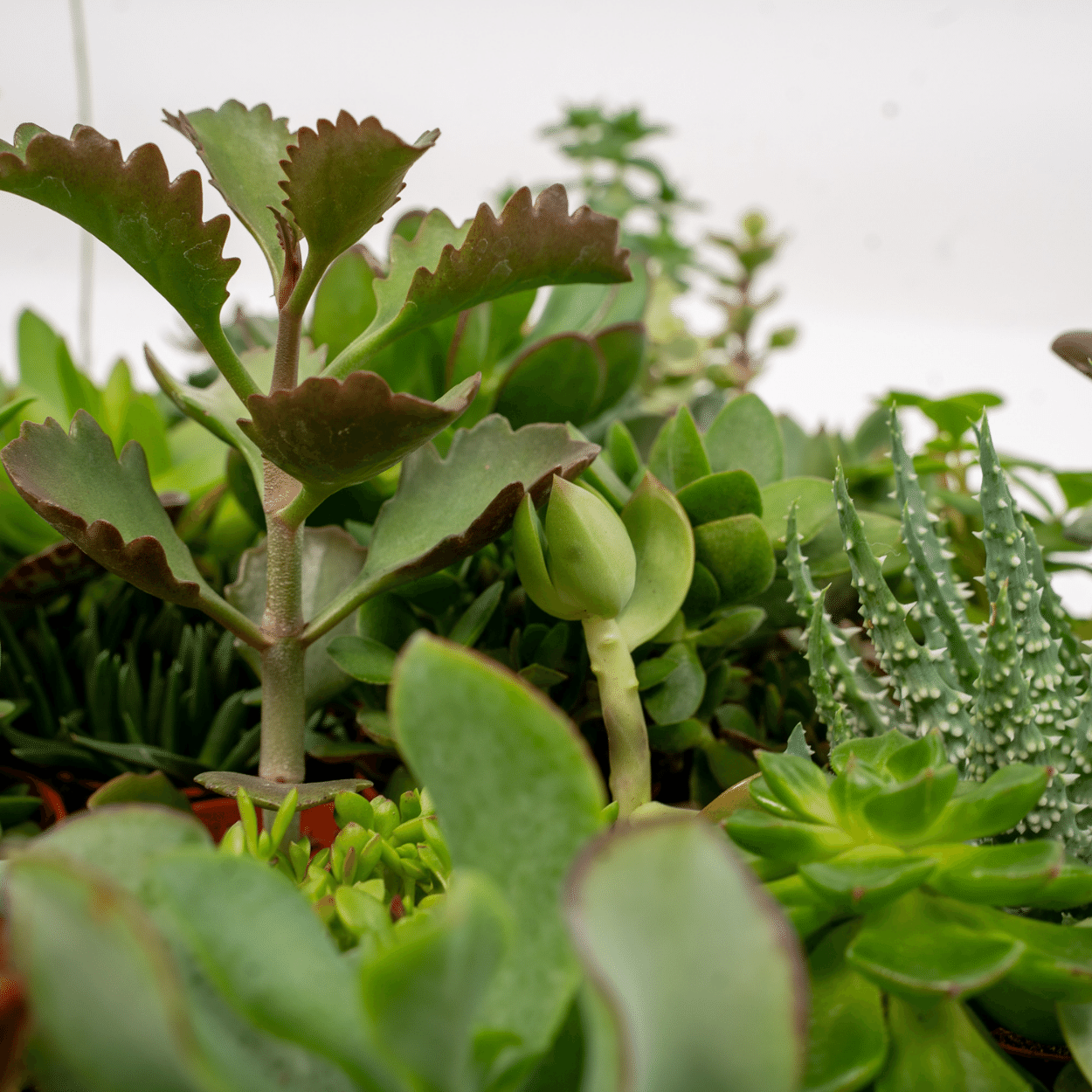 Detailopname van verschillende soorten succulenten uit de mix van 10 stuks