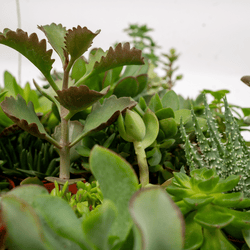 Detailopname van verschillende soorten succulenten uit de mix van 10 stuks