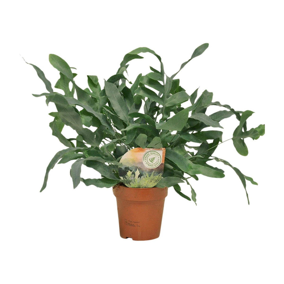 Kleine Blauwvaren Phlebodium Blue Star Evie 40cm hoog met blauw blad