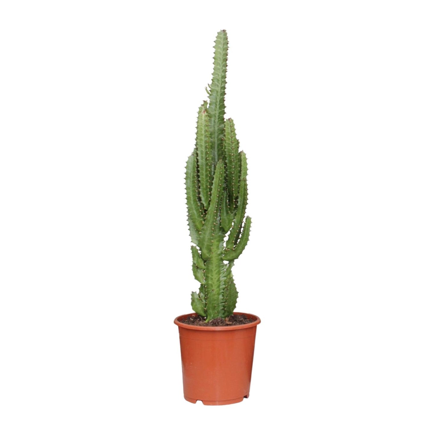 Cowboy Cactus Gustavo als makkelijke Euphorbia trigona vetplant op een strakke witte achtergrond.