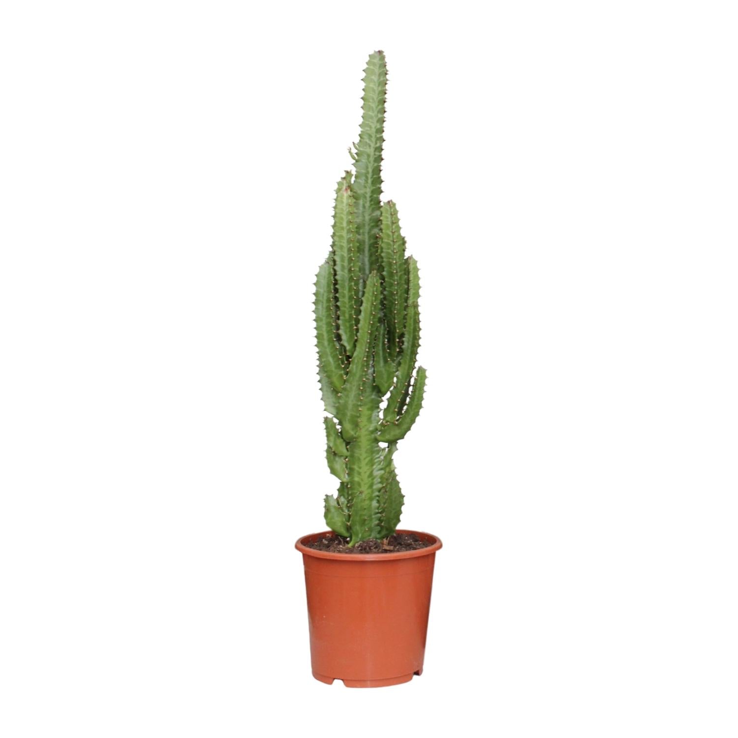 Cowboy Cactus Gustavo als makkelijke Euphorbia trigona vetplant op een strakke witte achtergrond.