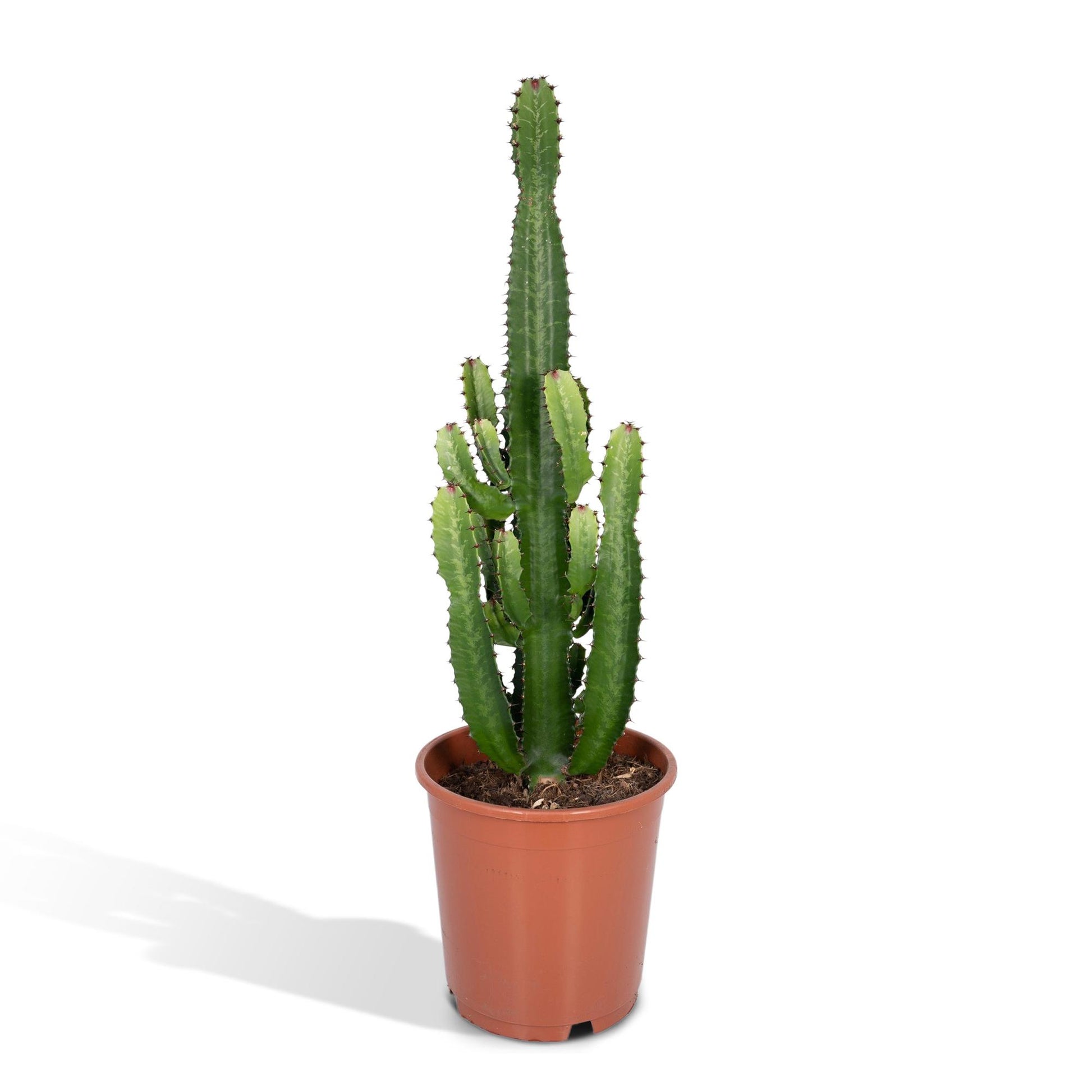 Grote cowboycactus Señor Lopez als makkelijke Euphorbia acrurensis voor volle zon of indirect licht op een strakke witte achtergrond.