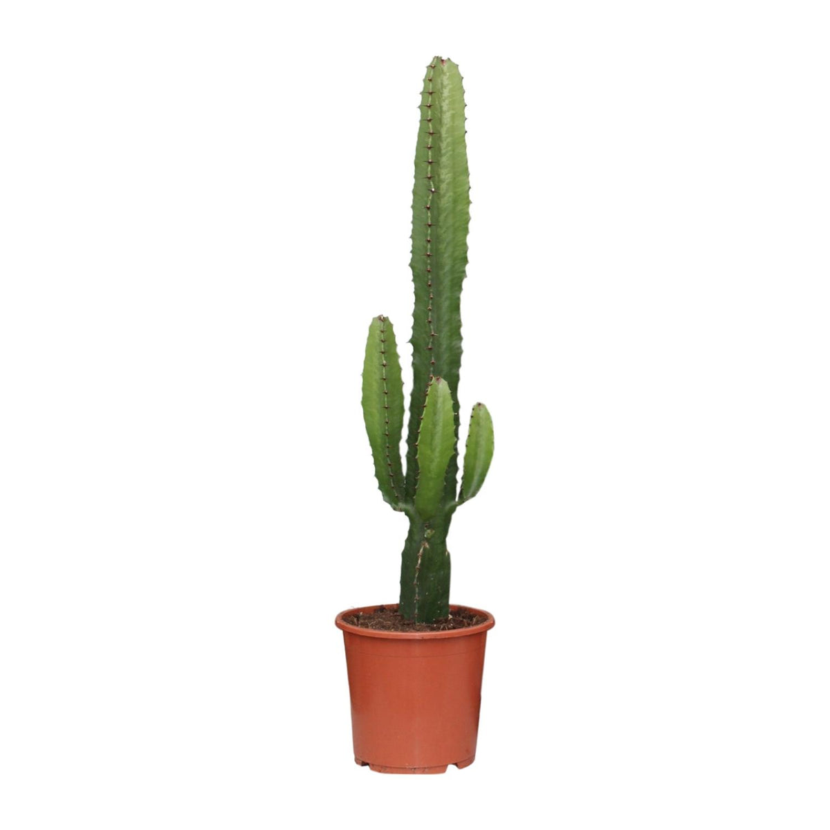 Stoere cowboycactus Señor Lopez als grote Euphorbia acrurensis en makkelijke cactus voor een zonnig interieur op een strakke witte achtergrond.