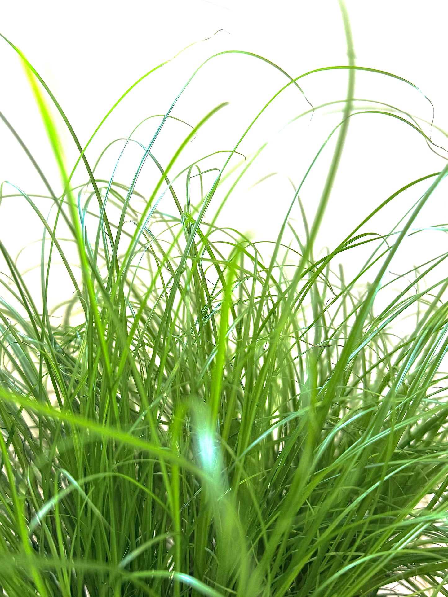 Kamerplant Cyperus alternifolius Parapluplant Snorrie witte achtergrond