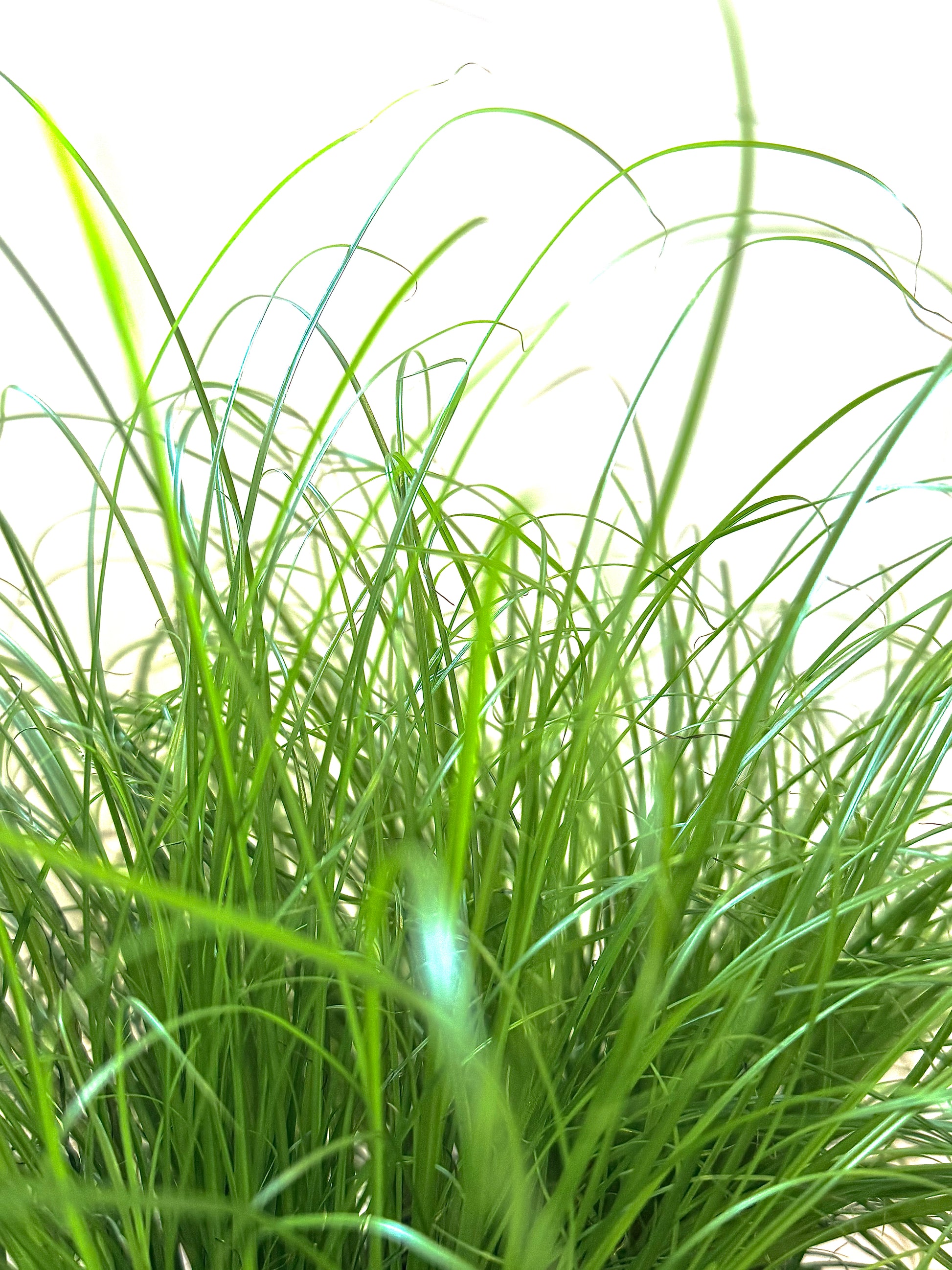 Kamerplant Cyperus alternifolius Parapluplant Snorrie witte achtergrond