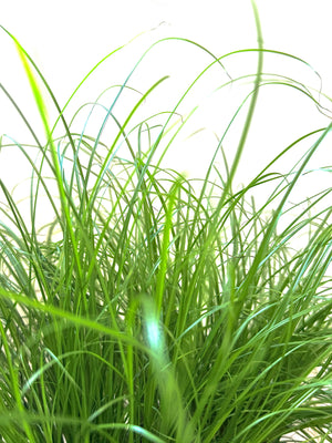 Kamerplant Cyperus alternifolius Parapluplant Snorrie witte achtergrond