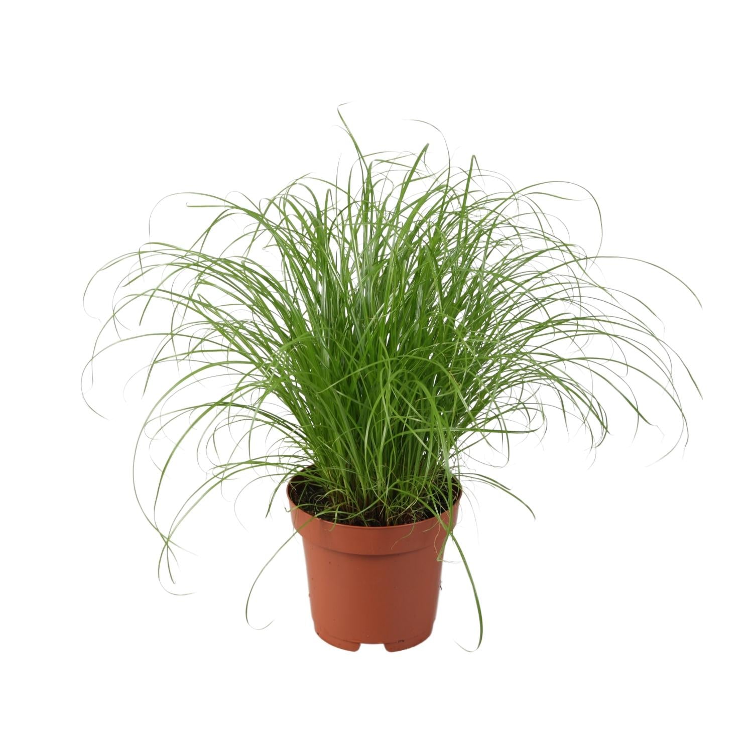 Kamerplant Cyperus alternifolius Parapluplant Snorrie witte achtergrond