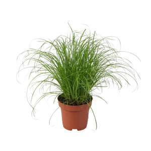Kamerplant Cyperus alternifolius Parapluplant Snorrie witte achtergrond