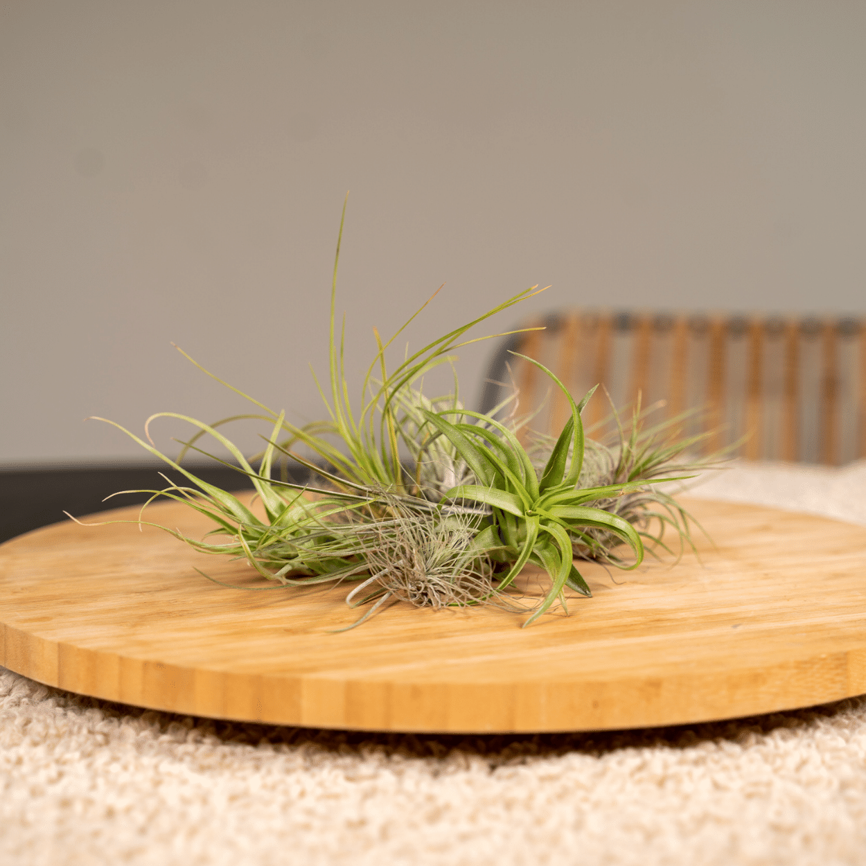 Tien luchtplantjes op een houten draaischijf als sfeervolle woondecoratie