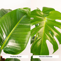 Close-up van het grote groene blad van de Monstera en Strelitzia nicolai