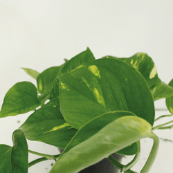 Close-up van de prachtige goud-groene bladtekening van de Juul hangplant