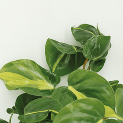 Close-up van het unieke tweekleurige, hartvormige blad van de Philodendron Brasil