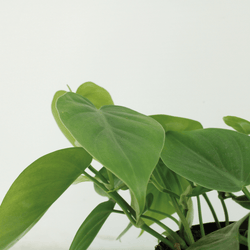 Close-up van het diepgroene, hartvormige blad van de Sandro Philodendron