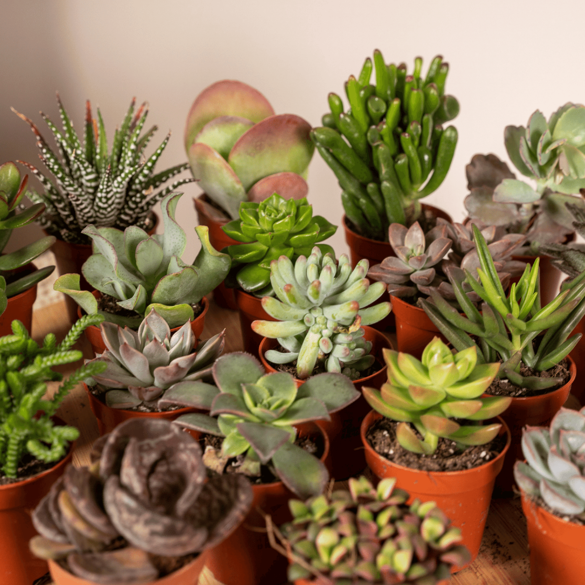 Close-up van diverse vetplantjes zoals Haworthia, Kalanchoe en Sedum uit de mix