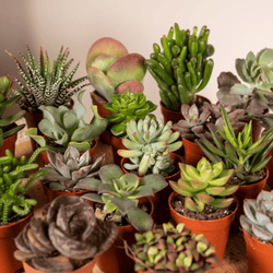 Close-up van diverse vetplantjes zoals Haworthia, Kalanchoe en Sedum uit de mix
