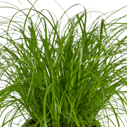Close-up van de fijne groene bladeren van de Snorrie parapluplant