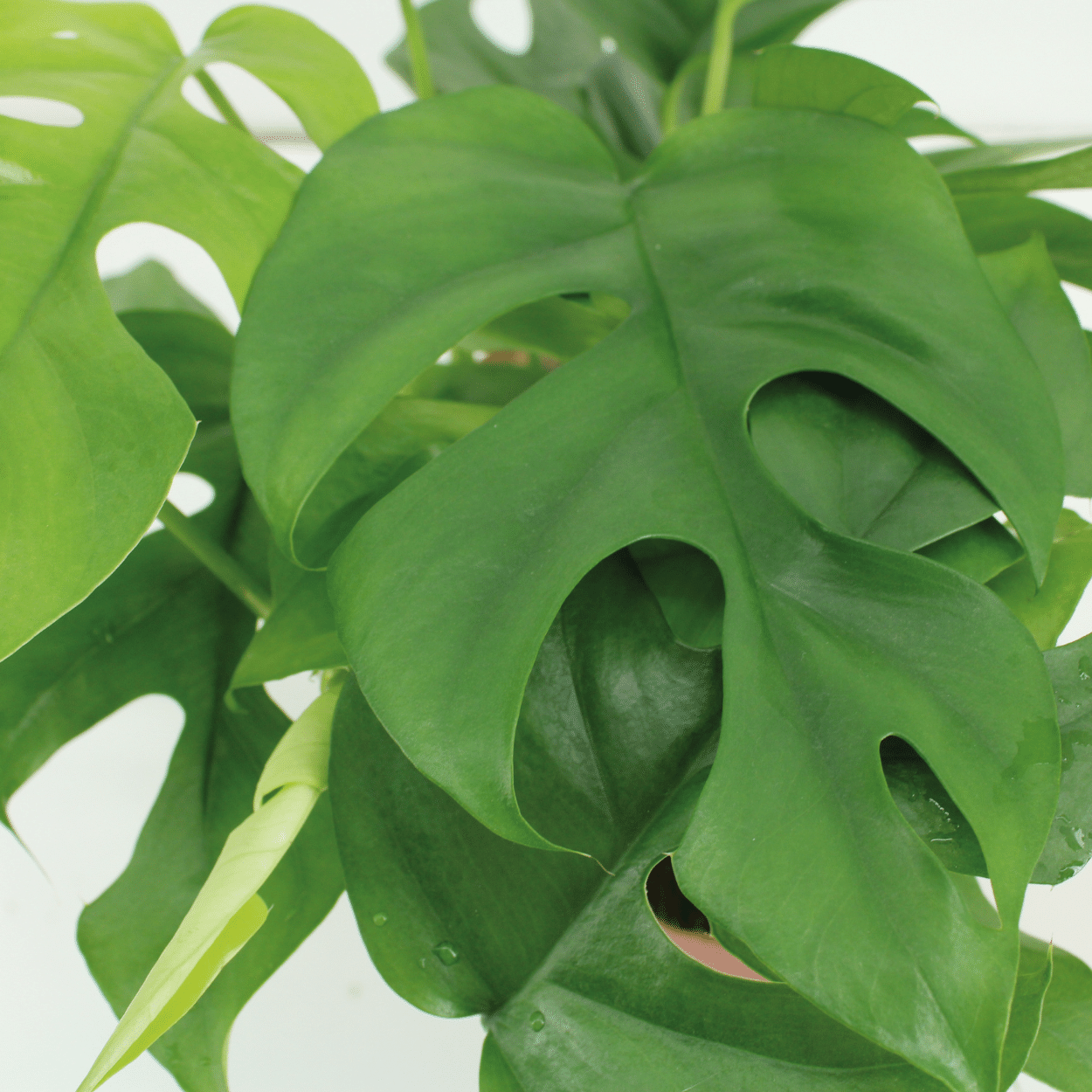 Close-up van het diepgroene blad en de textuur van de kokosnoot plantenhanger