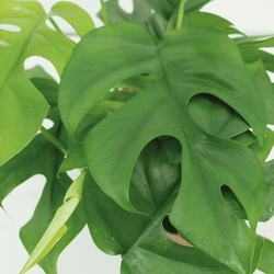 Close-up van het diepgroene blad en de textuur van de kokosnoot plantenhanger
