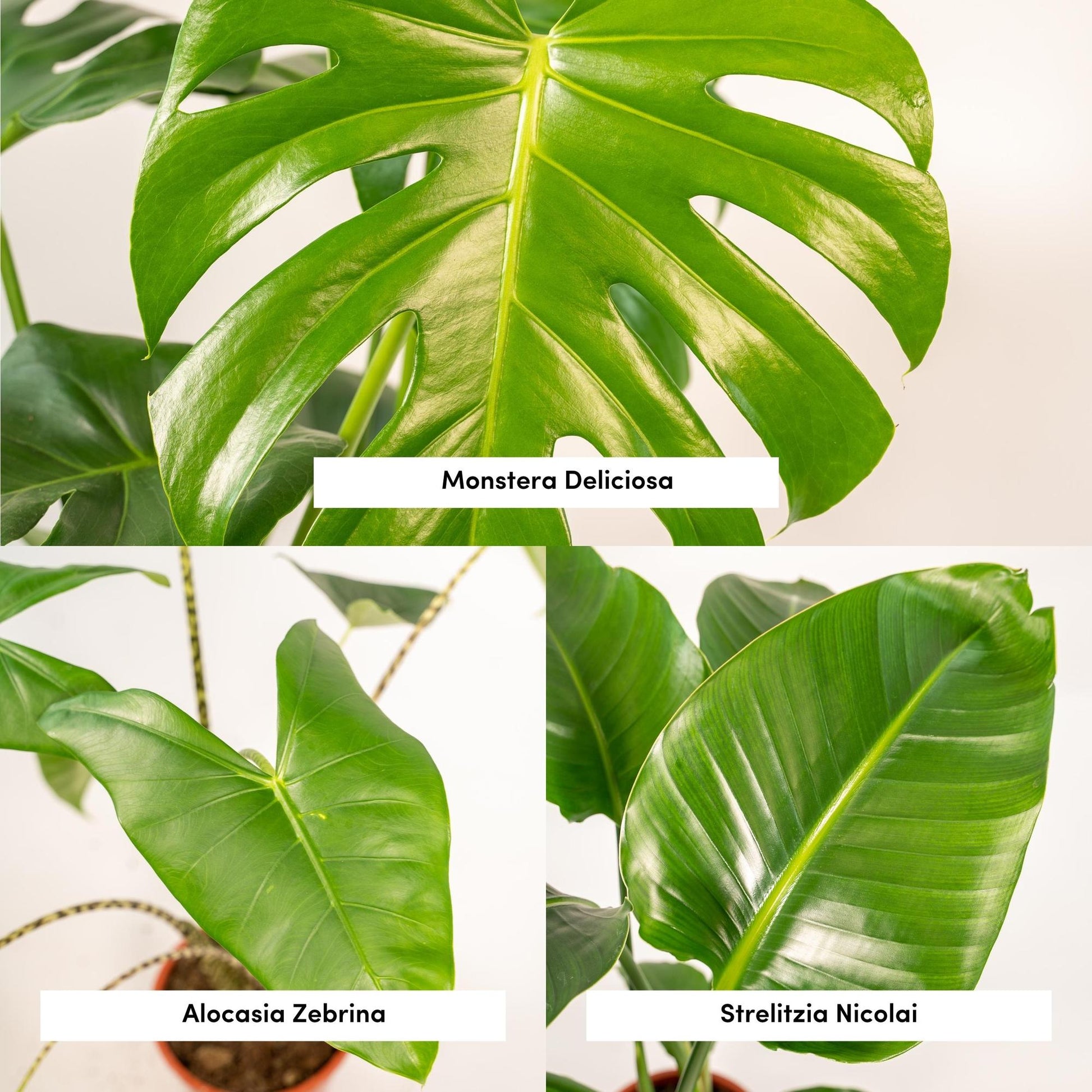Close-up van de unieke bladeren van de Monstera, Alocasia en Strelitzia