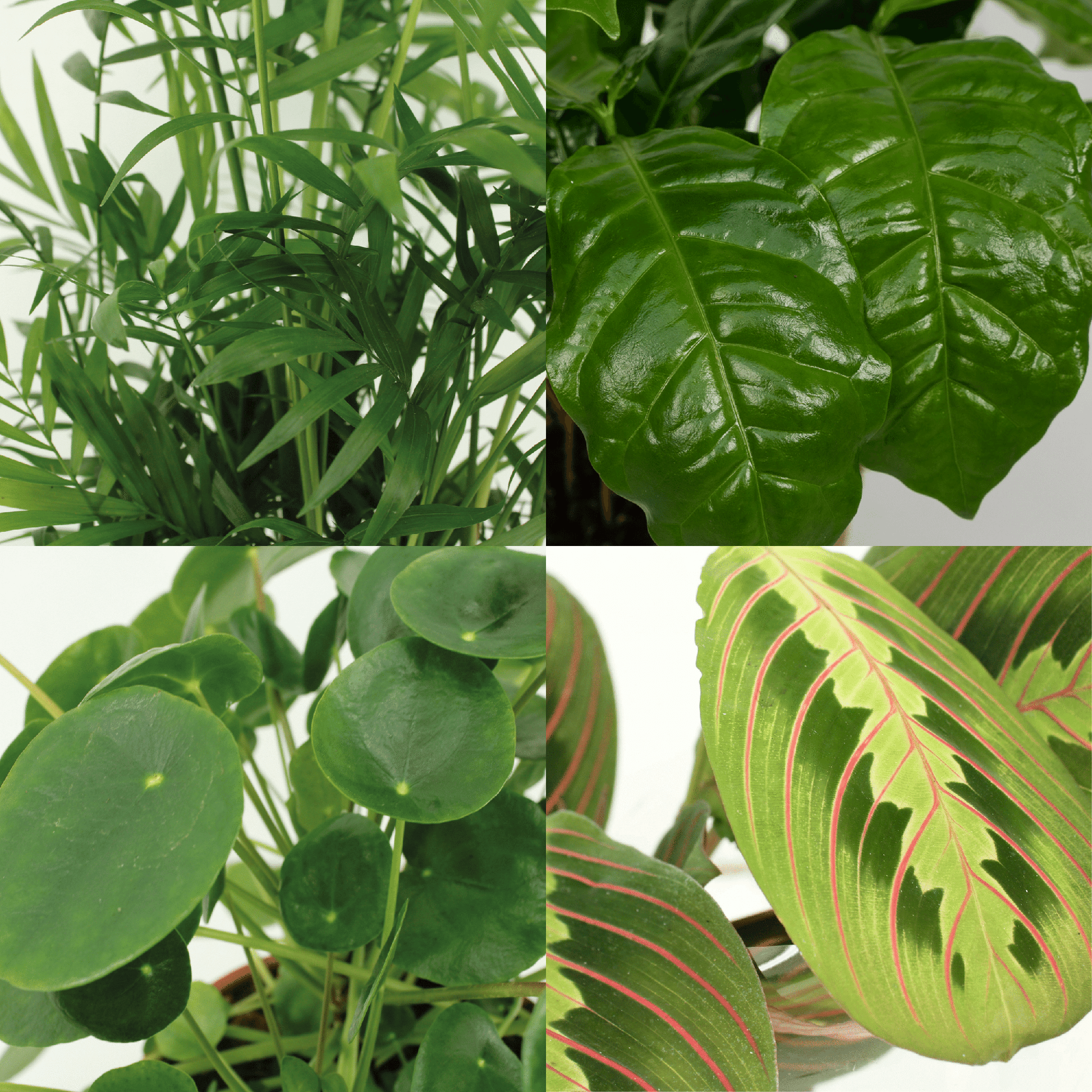 Ingezoomde details van de Pilea, Maranta, Palm en Koffieplant kwaliteit