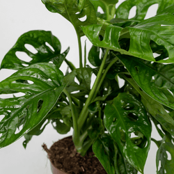 Close-up van de unieke gatenbladeren van de Monstera adansonii Monkey Mask