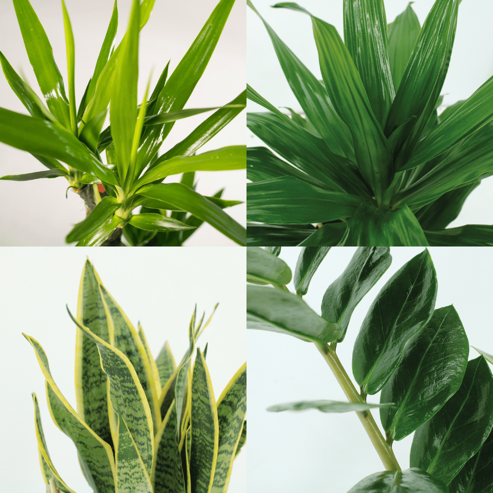 Ingezoomde details van de Sansevieria, Yucca, Zamioculcas en Dracaena Fragrans