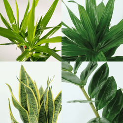 Ingezoomde details van de Sansevieria, Yucca, Zamioculcas en Dracaena Fragrans