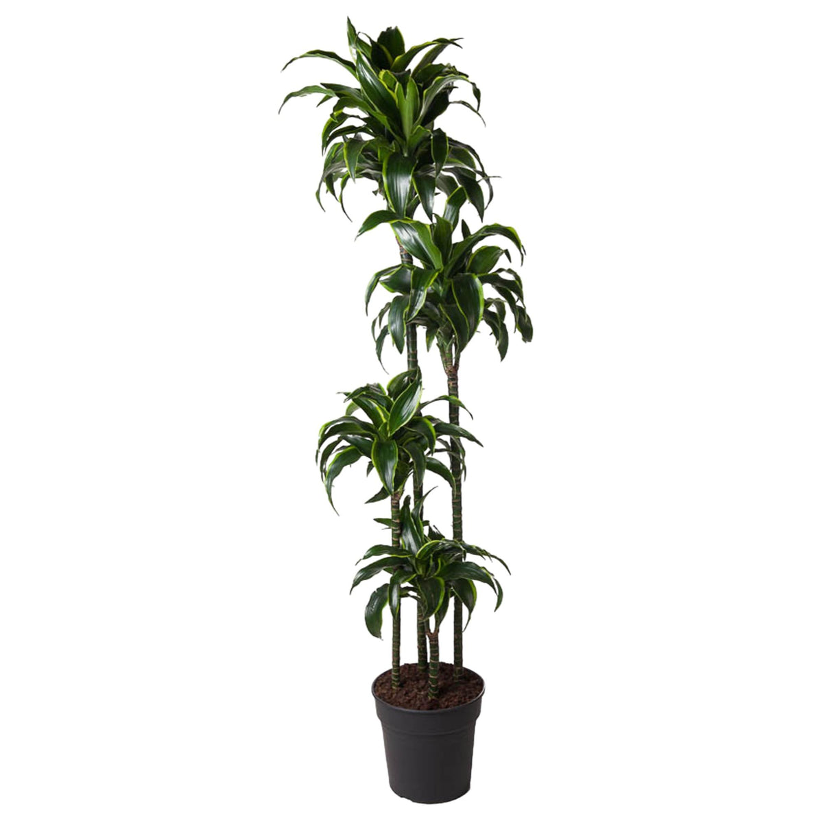 Grote kamerplant Dracaena Dorado Drakenbloedboom Ruurd 170cm op witte achtergrond