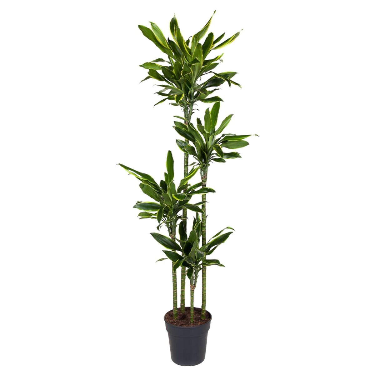 Grote kamerplant Dracaena Golden Coast Lodewijk 170cm op witte achtergrond