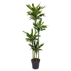 Grote kamerplant Dracaena Golden Coast Lodewijk 170cm op witte achtergrond