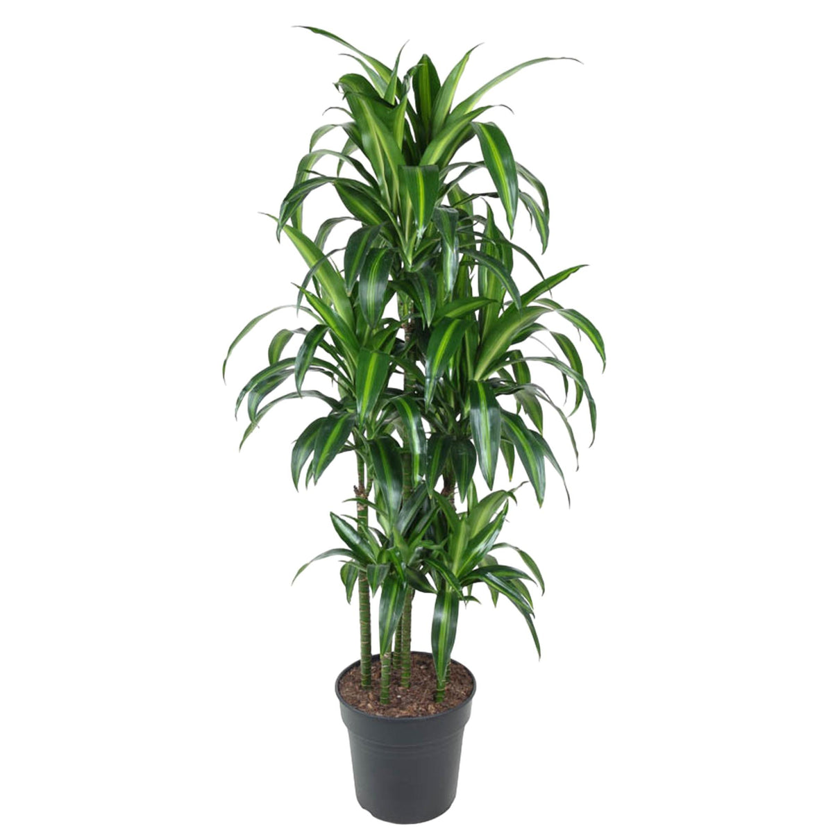 Grote kamerplant Dracaena Hawaiian Carrousel Felix 150cm luchtzuiverend