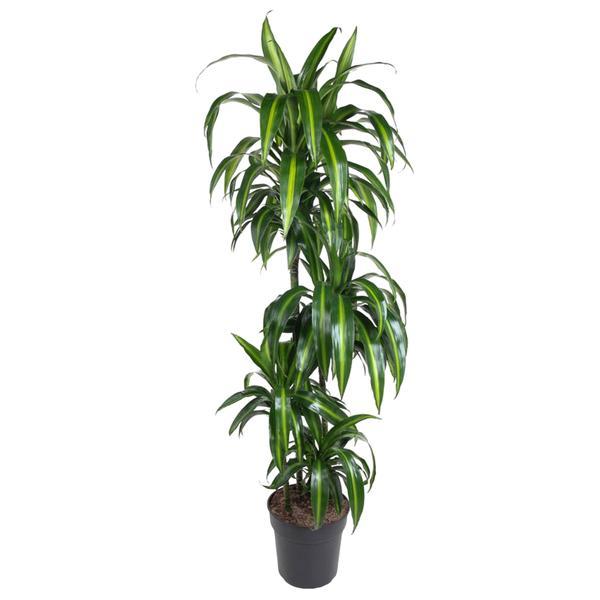 Grote kamerplant Dracaena Hawaiian Sunshine Felix 150cm hoog