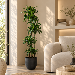 Dracaena Dorado Ruurd in een zwarte pot in lichte woonkamer 