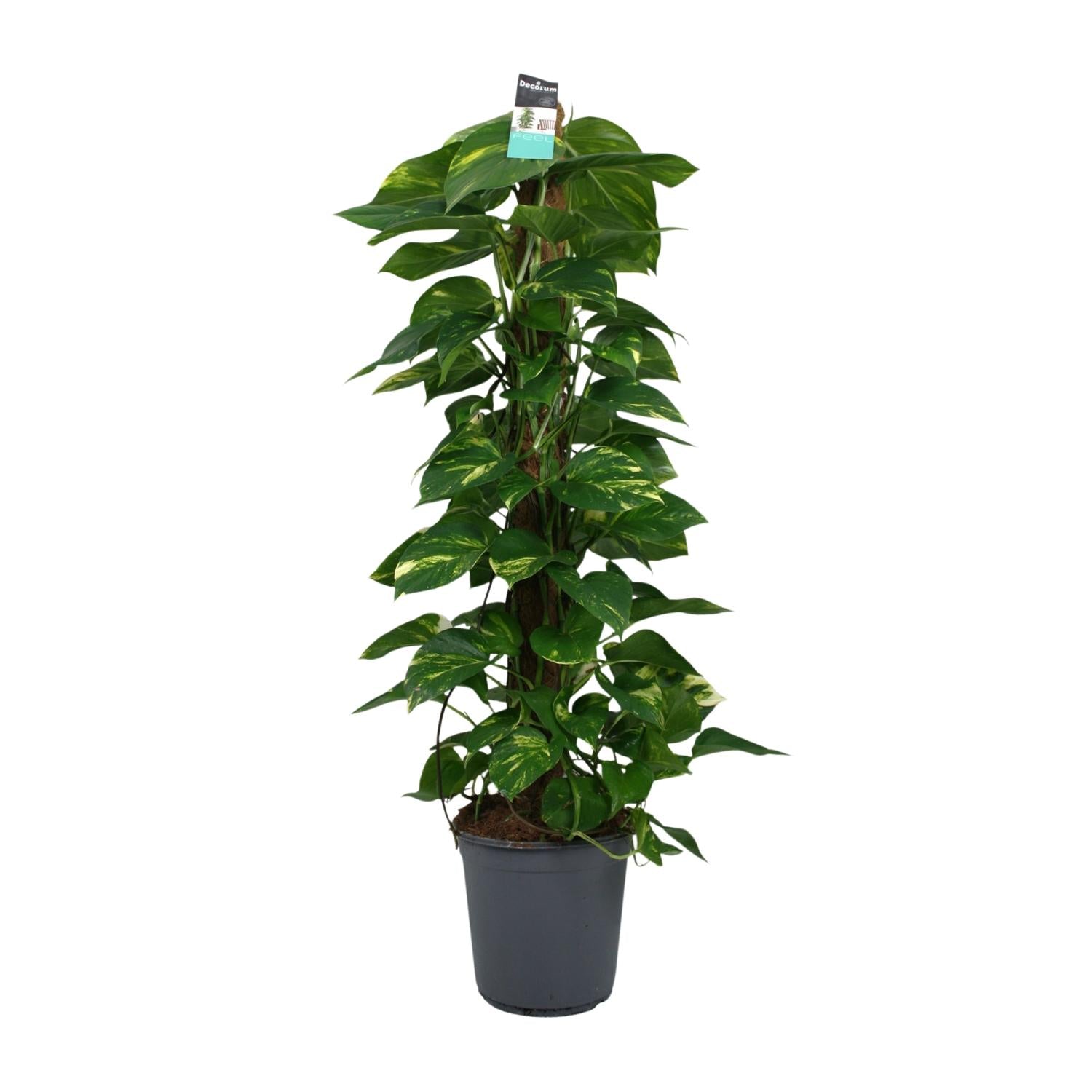 Grote Drakenklimop Jessica op mosstok als indrukwekkende Epipremnum klimplant voor de woonkamer op een strakke witte achtergrond.
