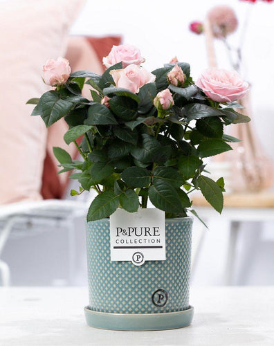 Lichtroze rozen in pot
