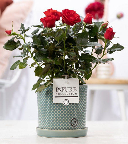 Rode rozen met pot