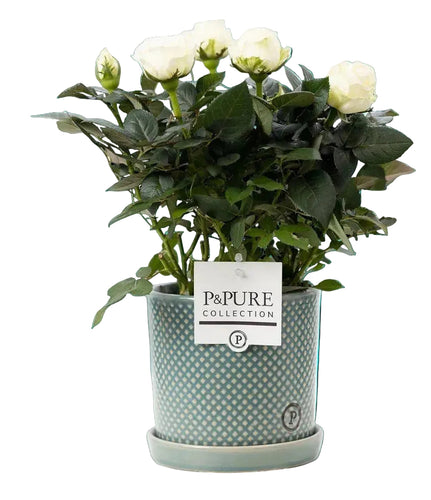 Witte rozen met pot
